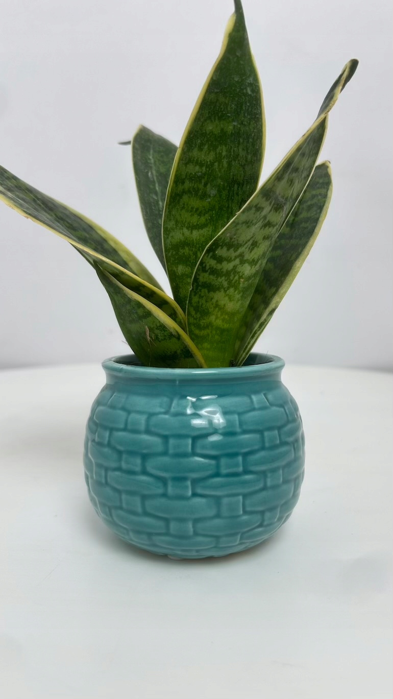 Osłonka niebieska 7/6