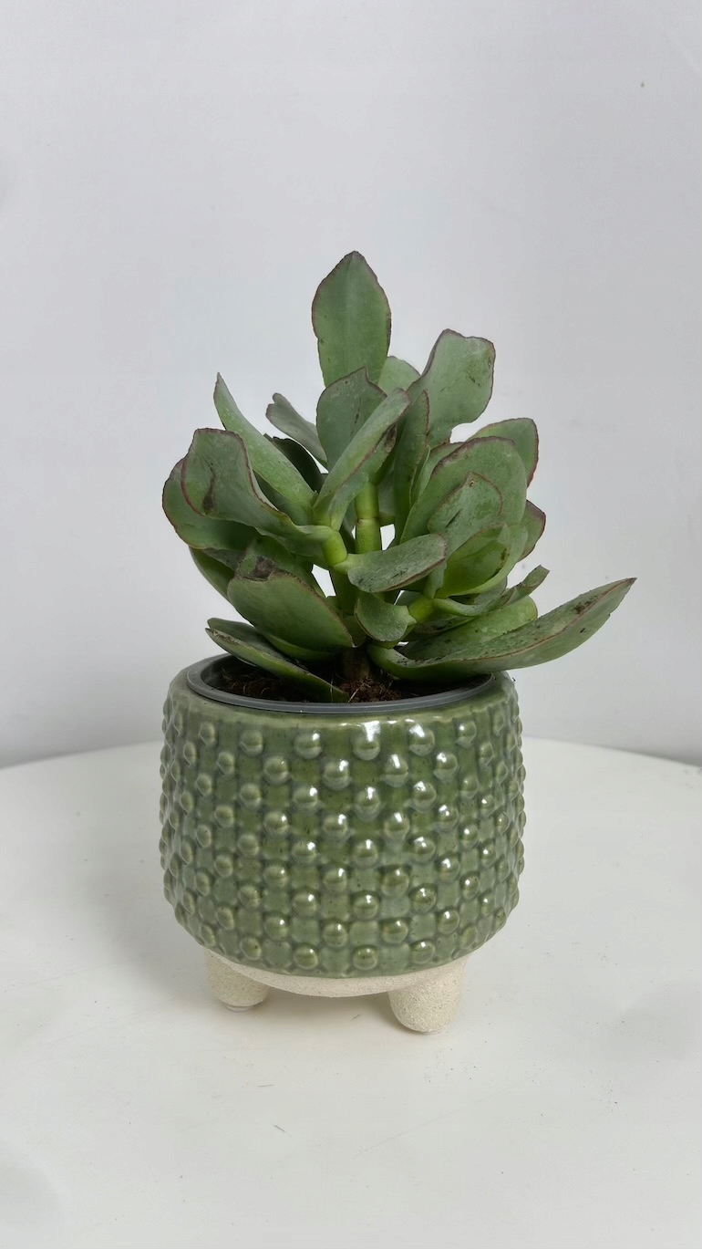 Osłonka Zielona  na nóżkach 12/10