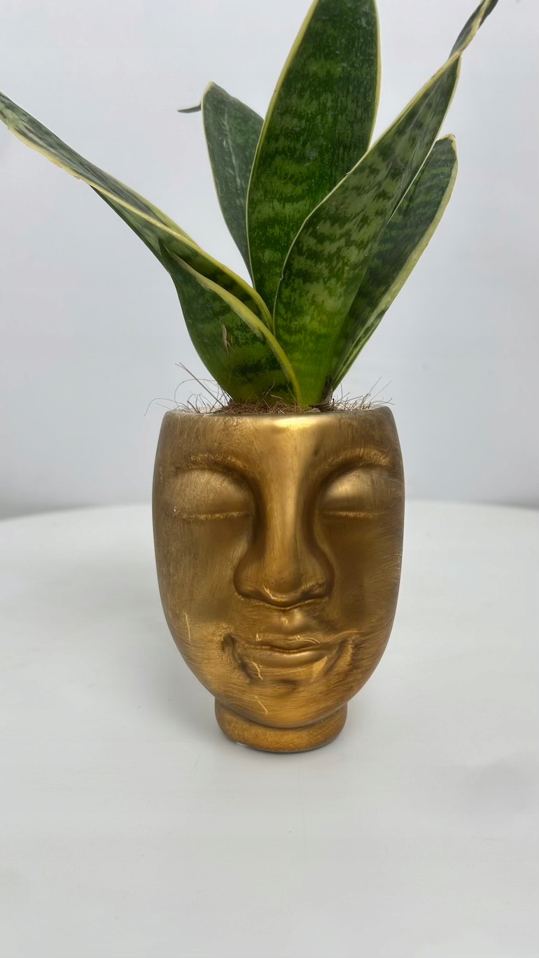 Osłonka złota głowa 11/6