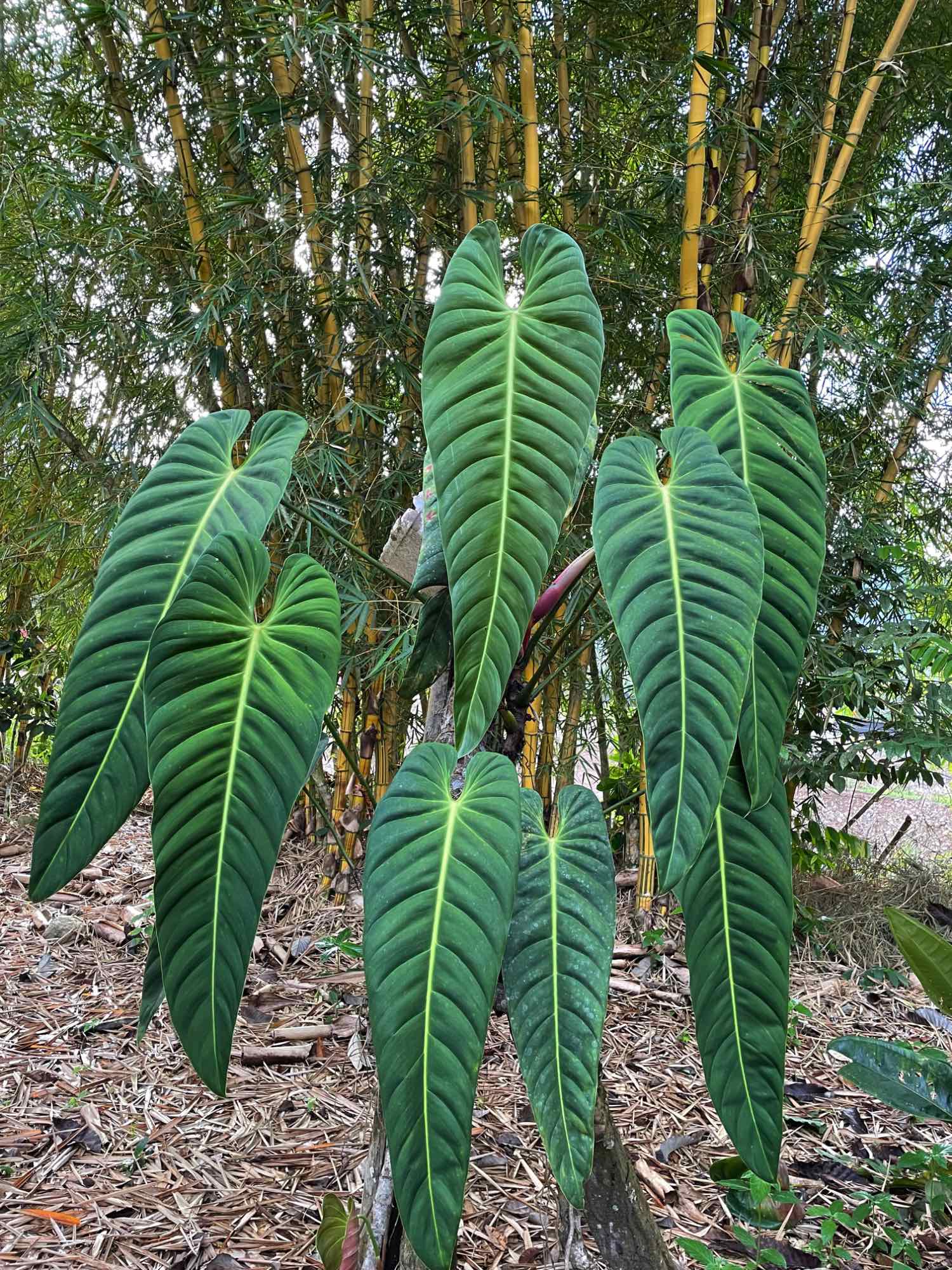Philodendron Esmeraldense