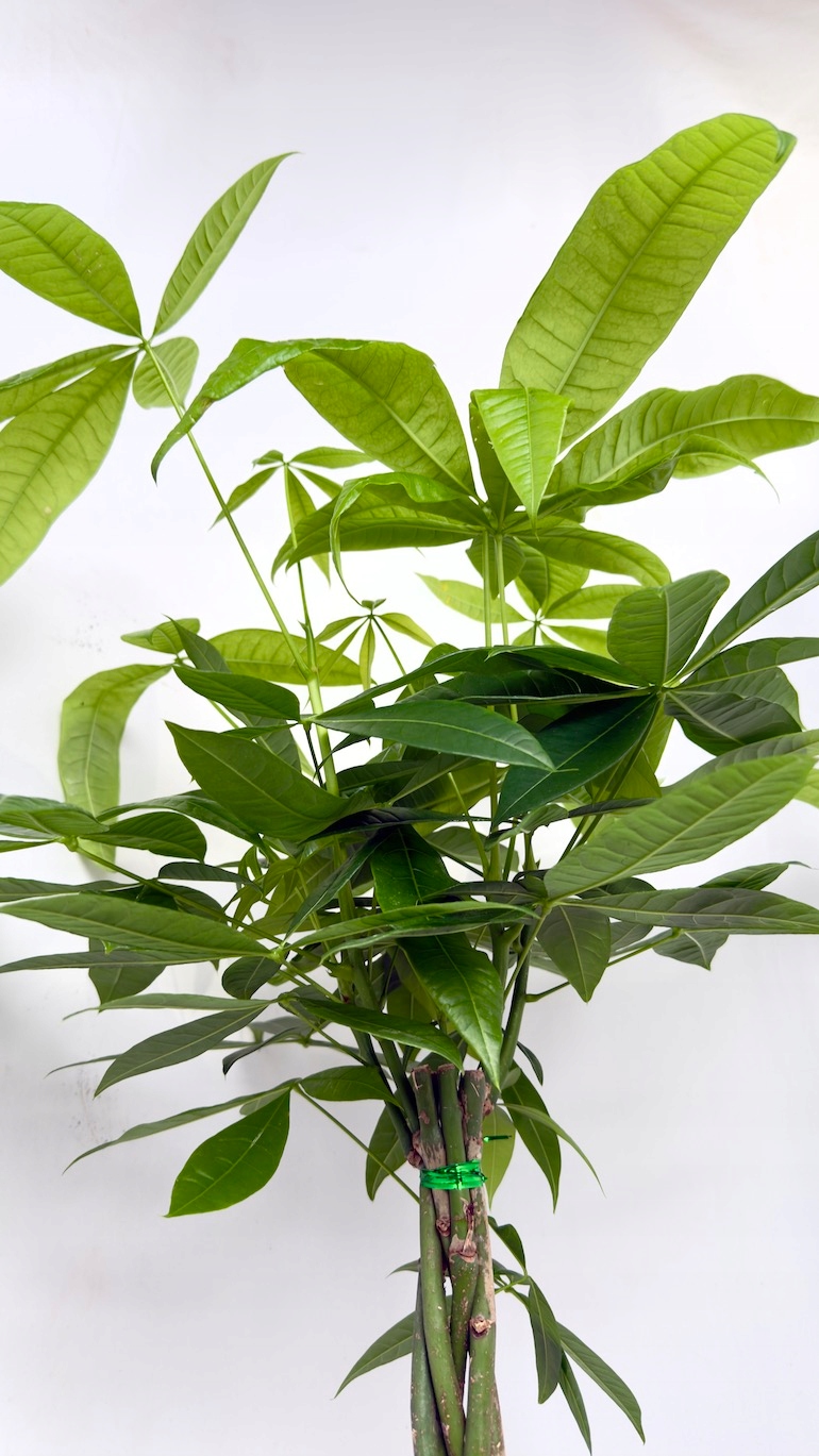 Pachira Aquatica 17/70 cm