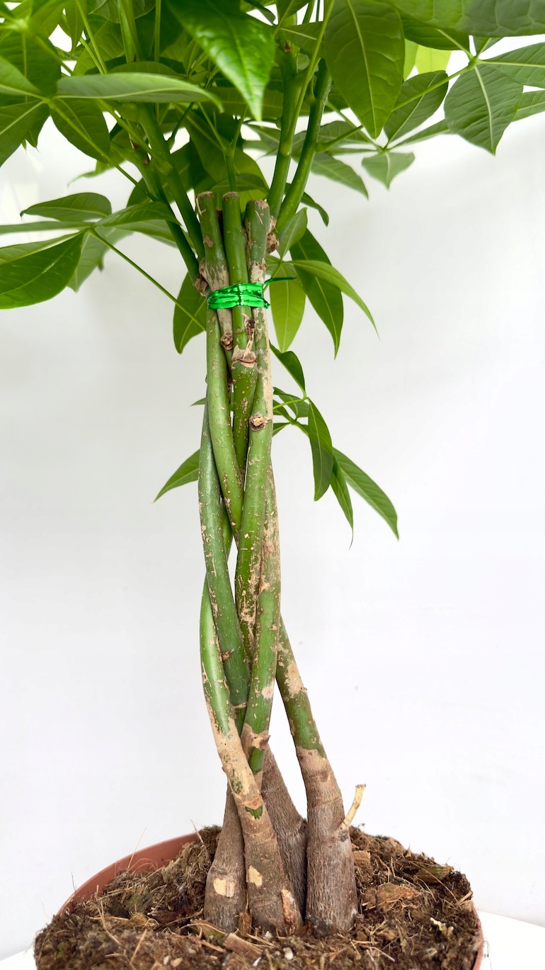 Pachira Aquatica 17/70 cm