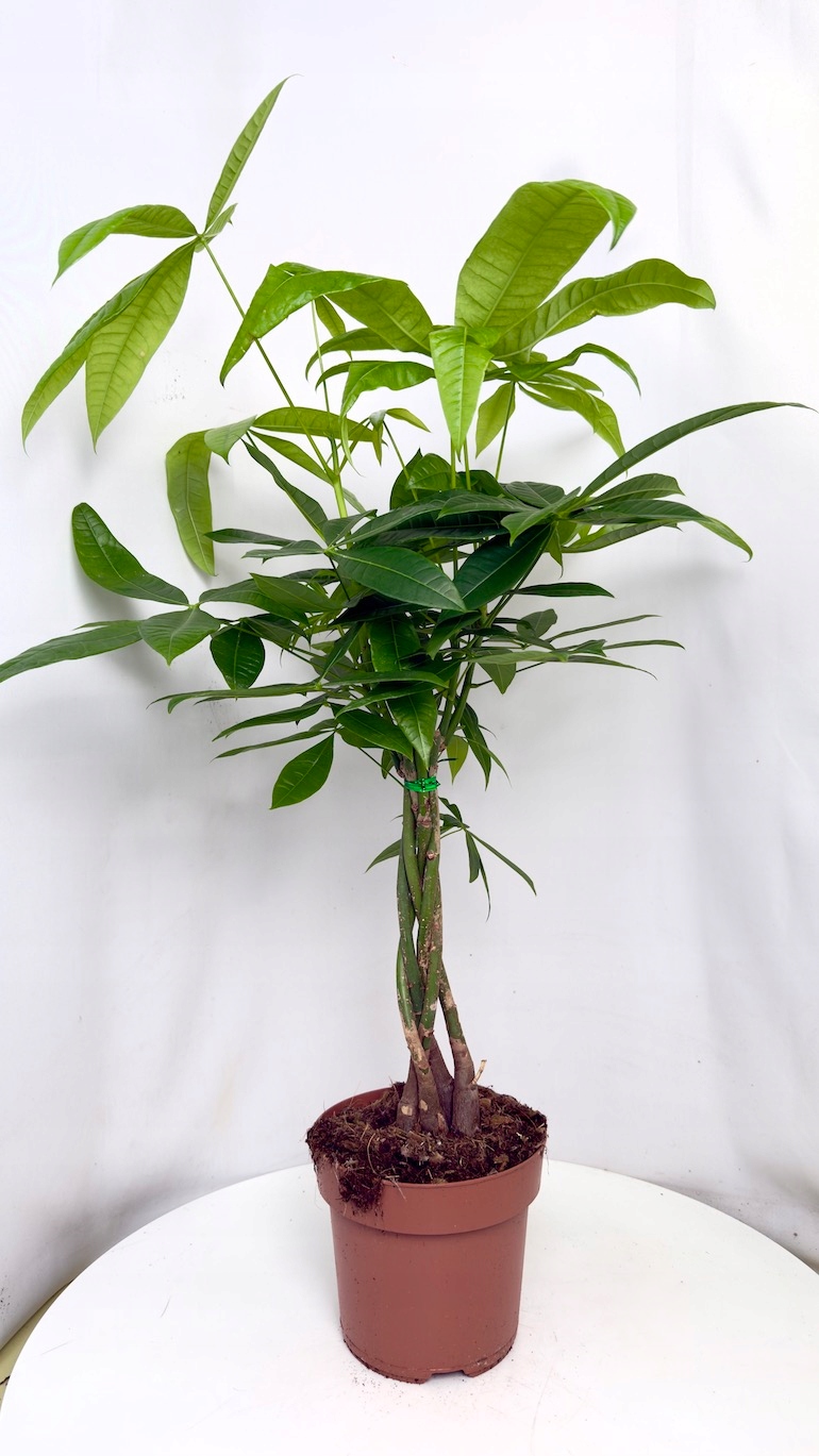 Pachira Aquatica 17/70 cm