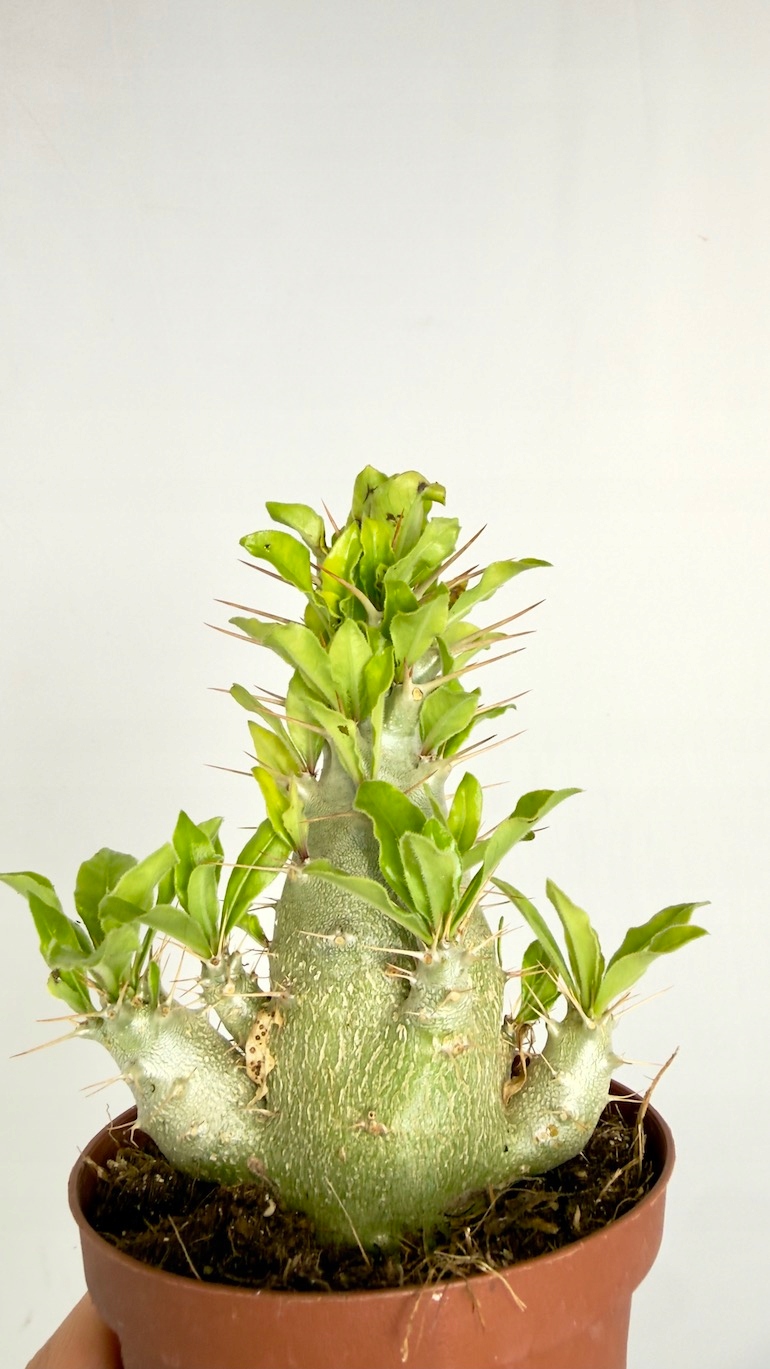 Pachypodium saundersii 10,5/25 cm