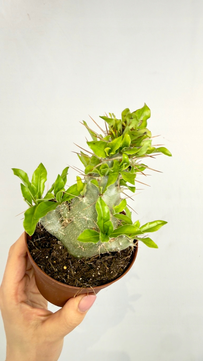 Pachypodium saundersii 10,5/25 cm