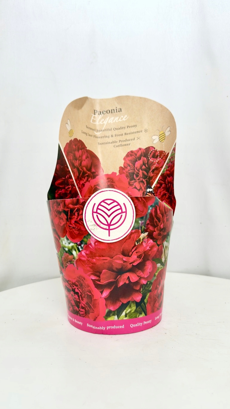 Paeonia Elegance 19/35 cm