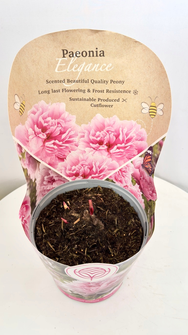 Paeonia Elegance 19/35 cm