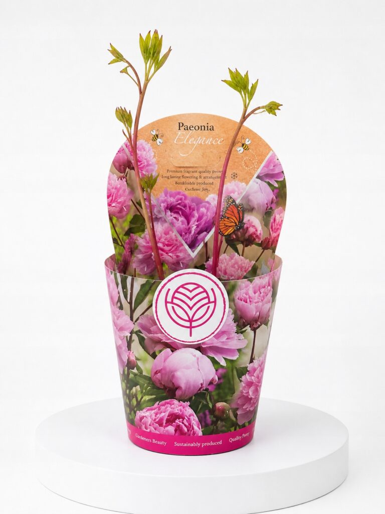 Paeonia Elegance w doniczce 14 cm o pełnych fioletoworóżowych kwiatach