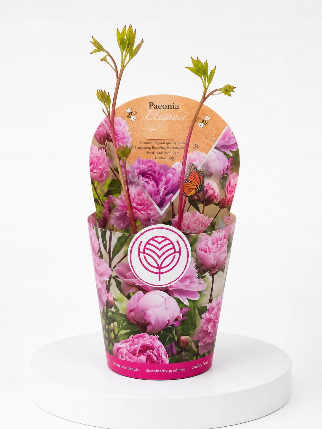 Paeonia Elegance d:14