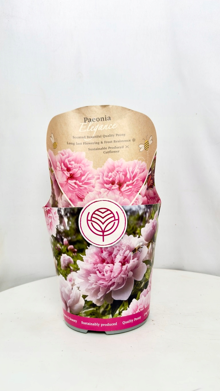 Paeonia Elegance d:14