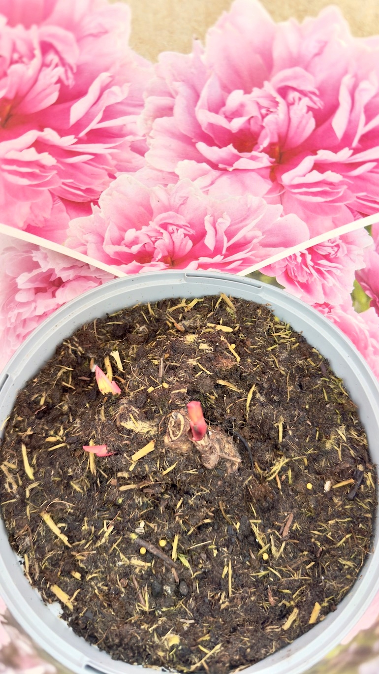 Paeonia Elegance d:14