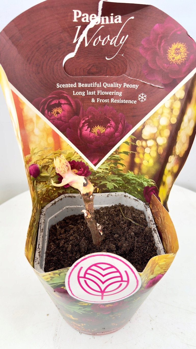 Paeonia Woody 14/35 cm