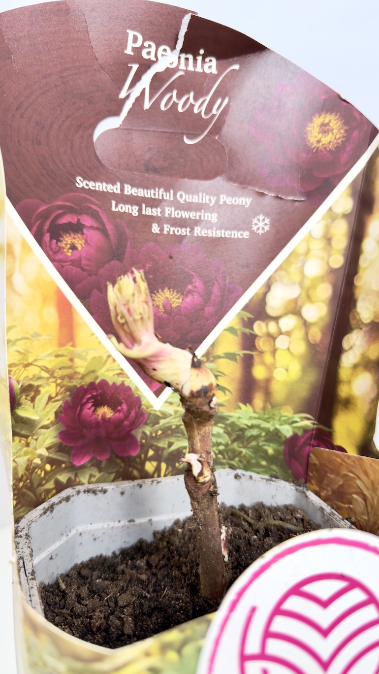 Paeonia Woody 14/35 cm