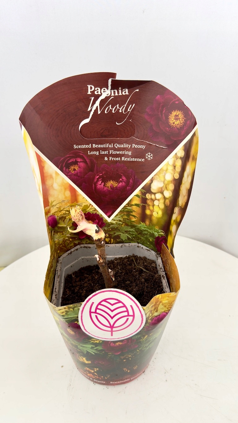 Paeonia Woody 14/35 cm