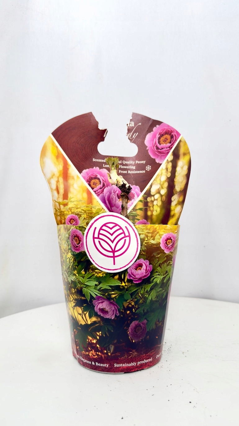Paeonia Woody 14/35 cm