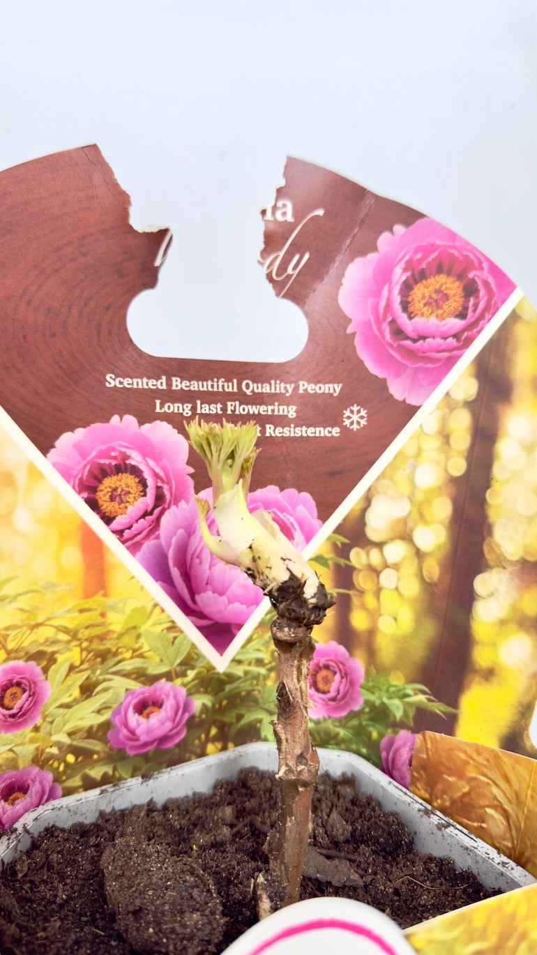 Paeonia Woody 14/35 cm