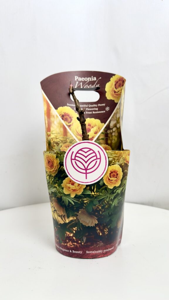 Paeonia suffruticosa Woody – żółta piwonia drzewiasta w doniczce 14 cm, młoda roślina przed kwitnieniem.