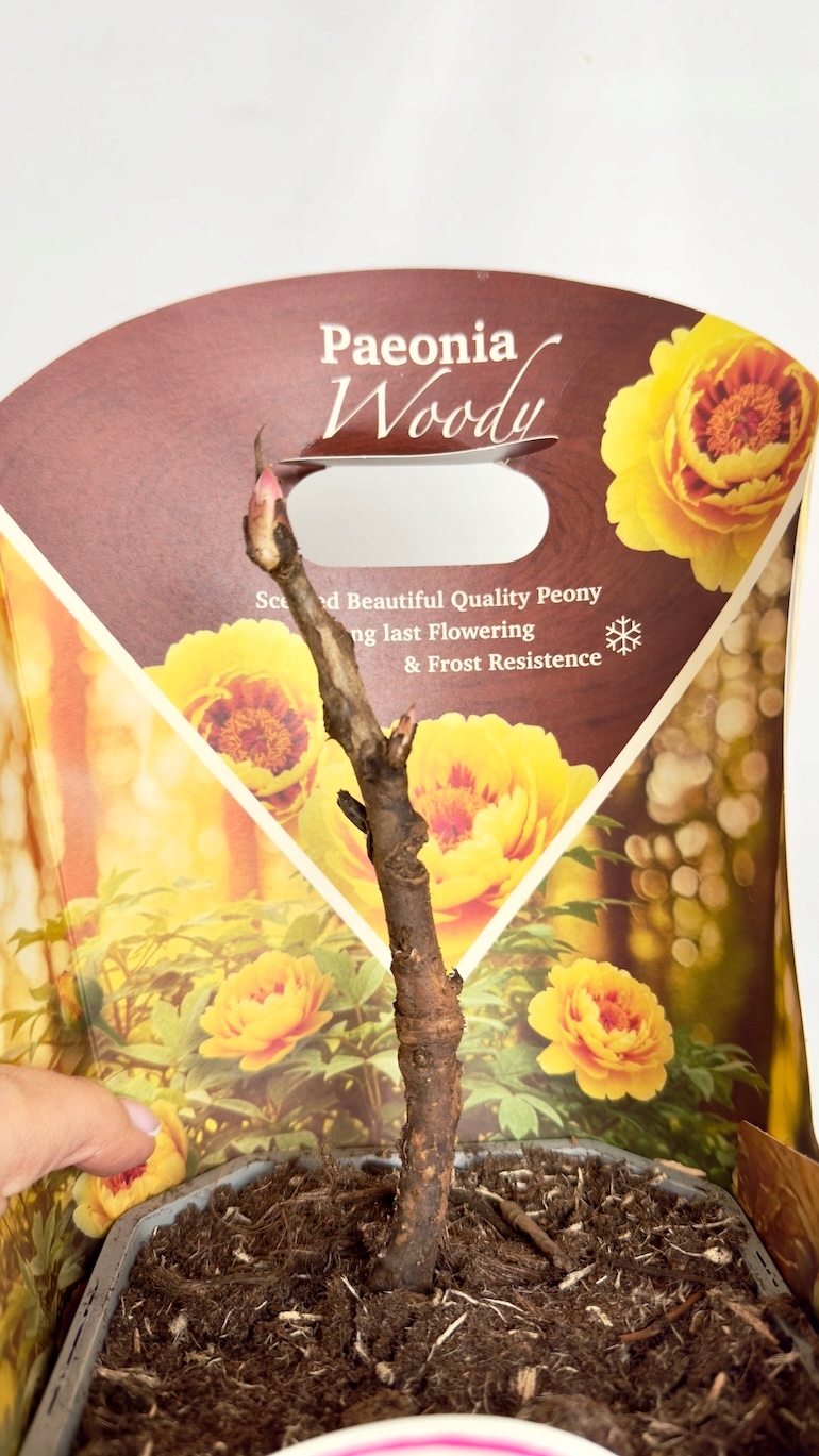 Paeonia suffruticosa Woody