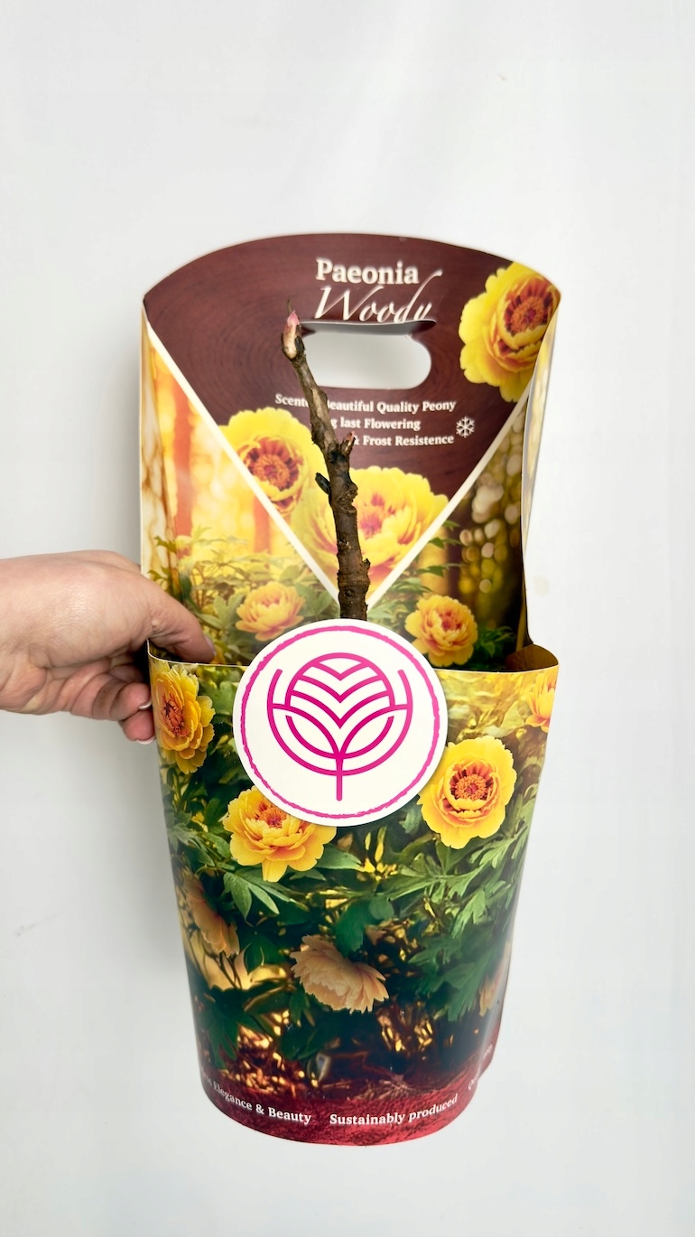 Paeonia suffruticosa Woody