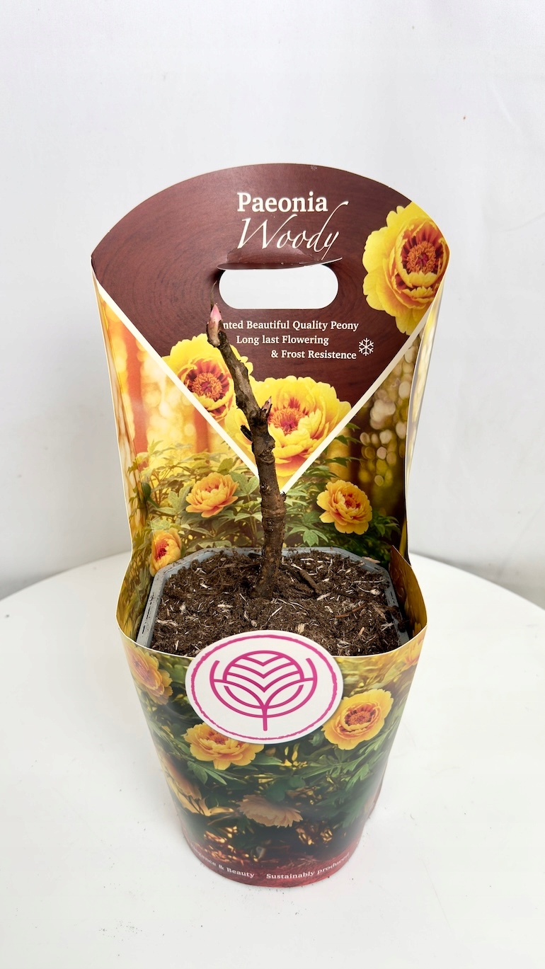 Paeonia suffruticosa Woody