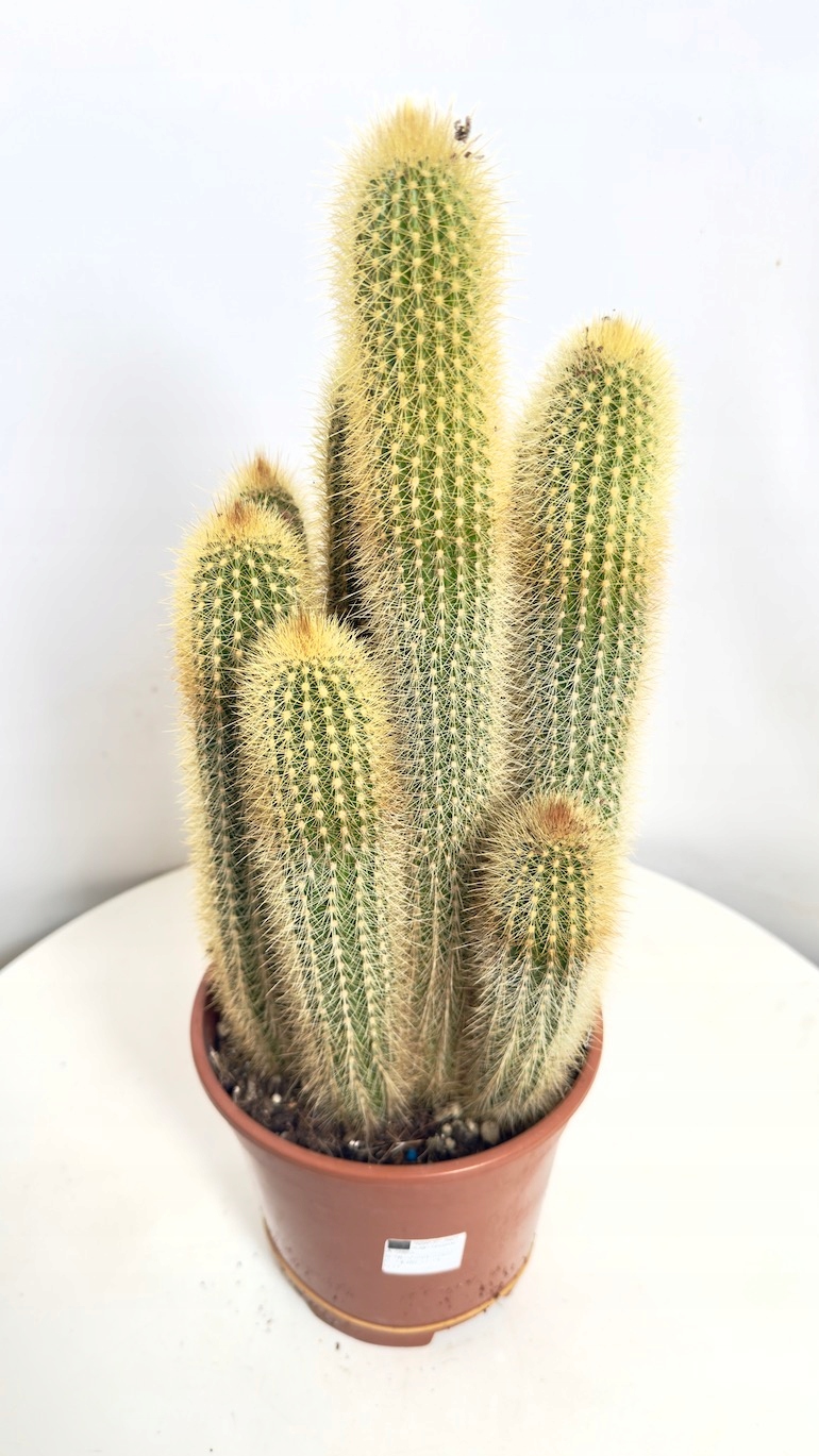 Parodia leninghausii 17/60 cm