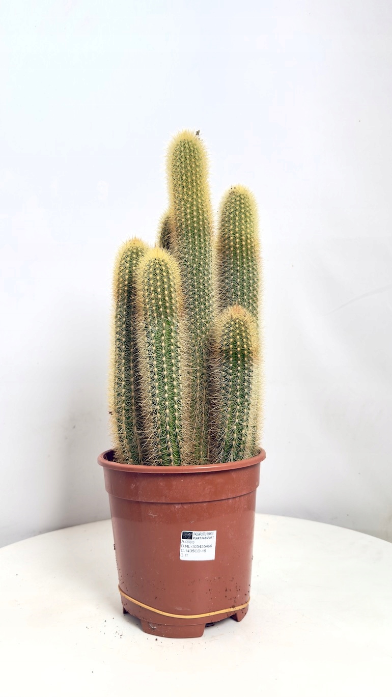 Parodia leninghausii 17/60 cm