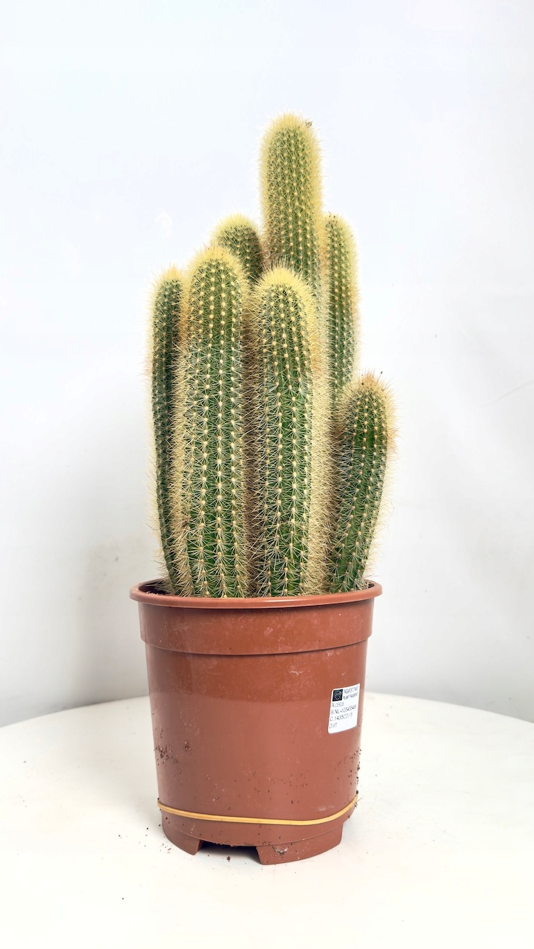 Parodia leninghausii 17/60 cm