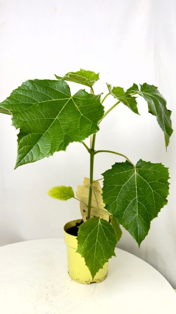 Paulownia tomentosa 13/40 cm – młode drzewo tlenowe o dużych zielonych liściach.