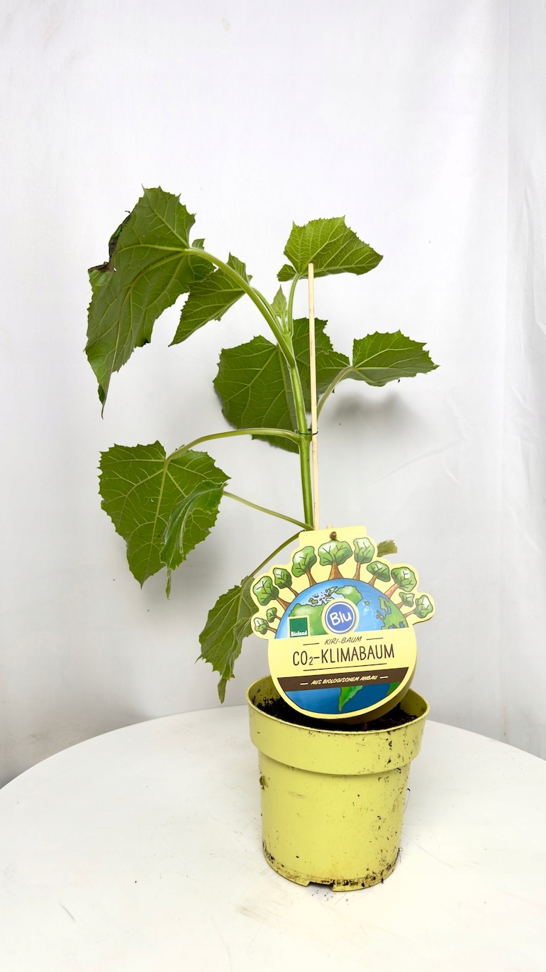 Paulownia tomentosa 13/40 cm