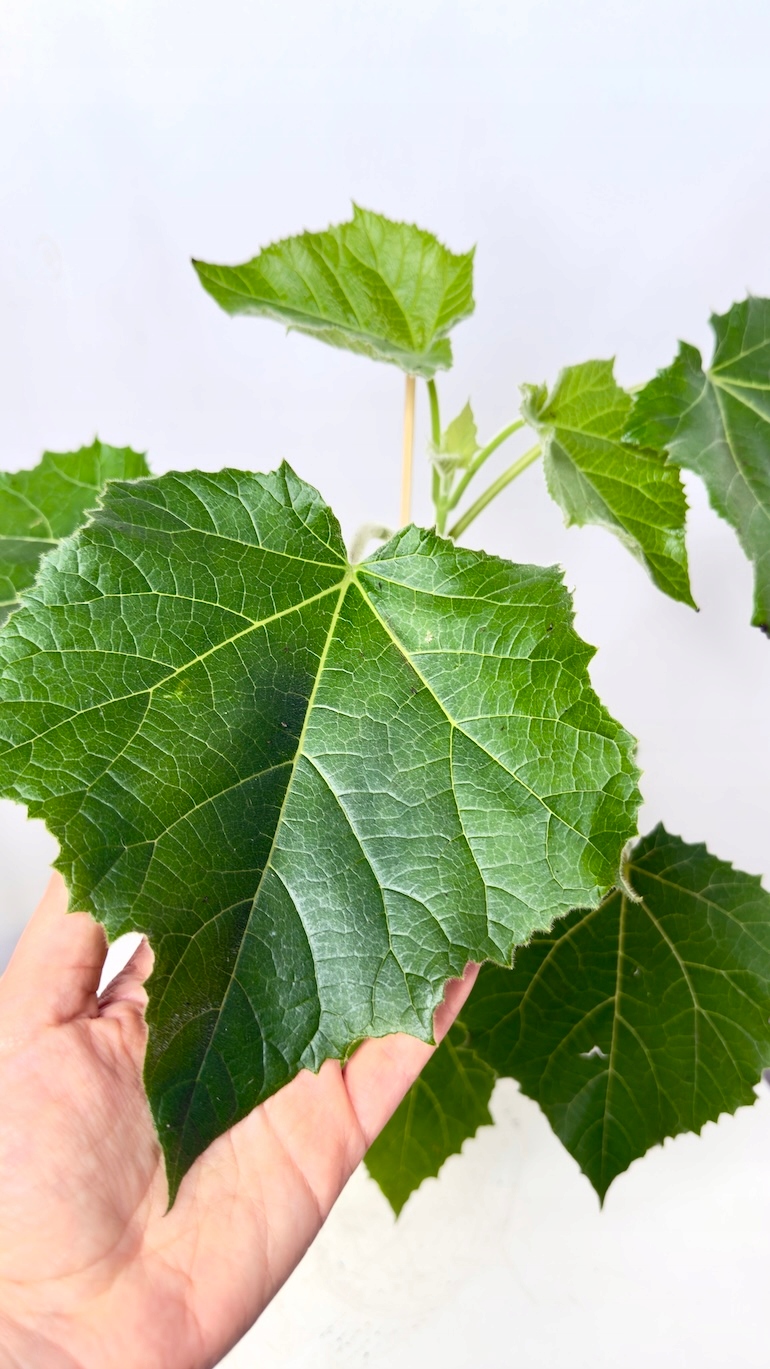 Paulownia tomentosa 13/40 cm