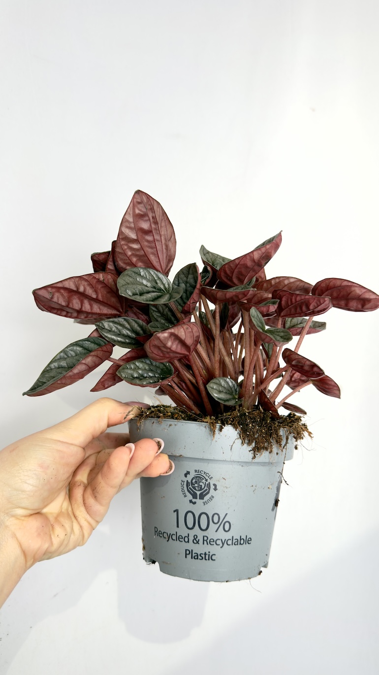 Peperomia Caracas 12/20 cm
