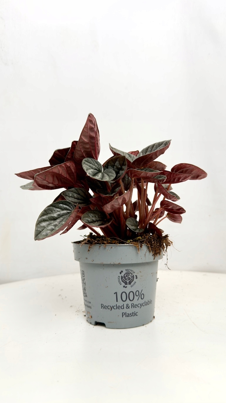 Peperomia Caracas 12/20 cm