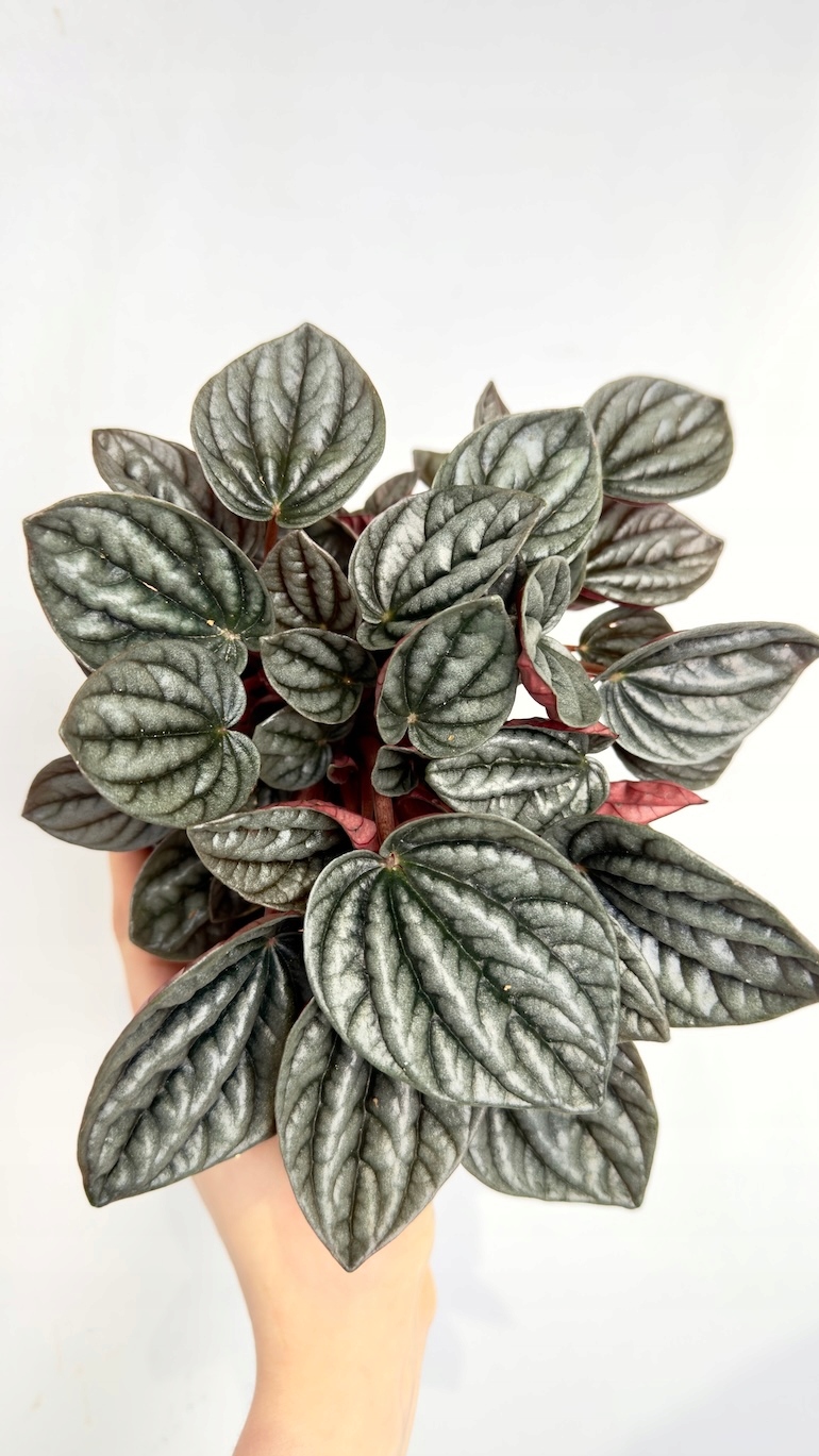 Peperomia Caracas 12/20 cm