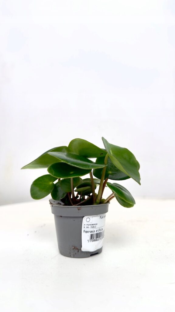 Peperomia Arifolia mała roślina doniczkowa o okrągłych liściach