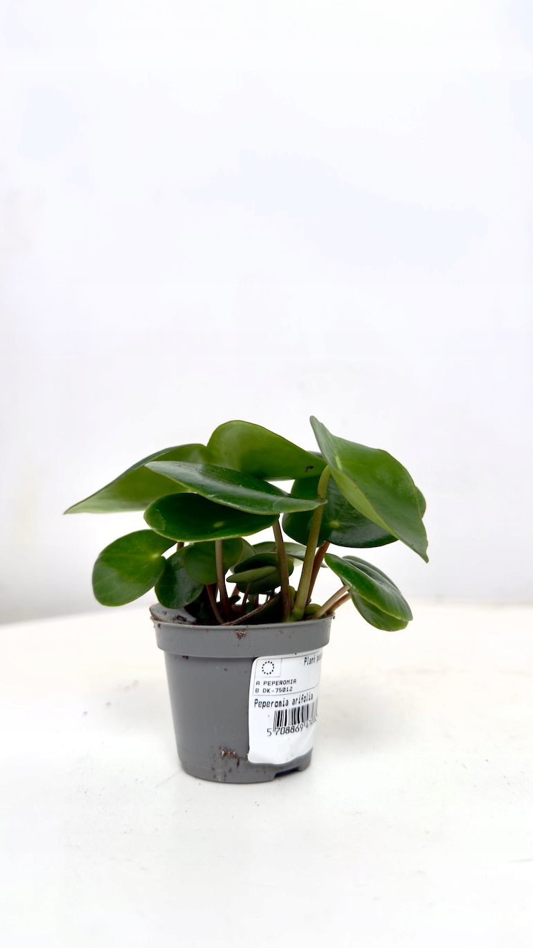 Peperomia Artifolia 6/12cm