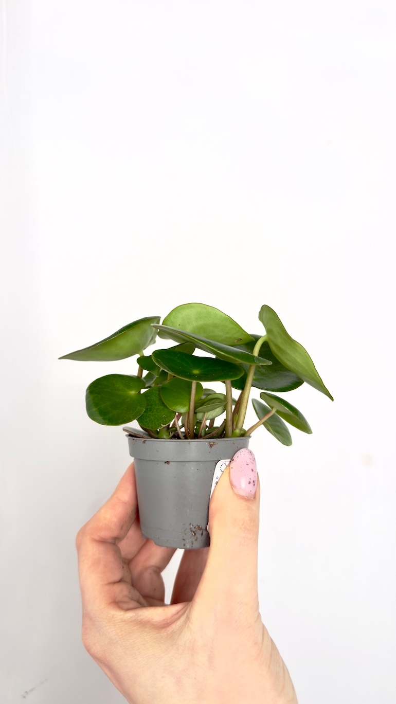 Peperomia Artifolia 6/12cm