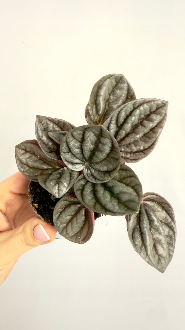 Peperomia Caracas 6/10cm