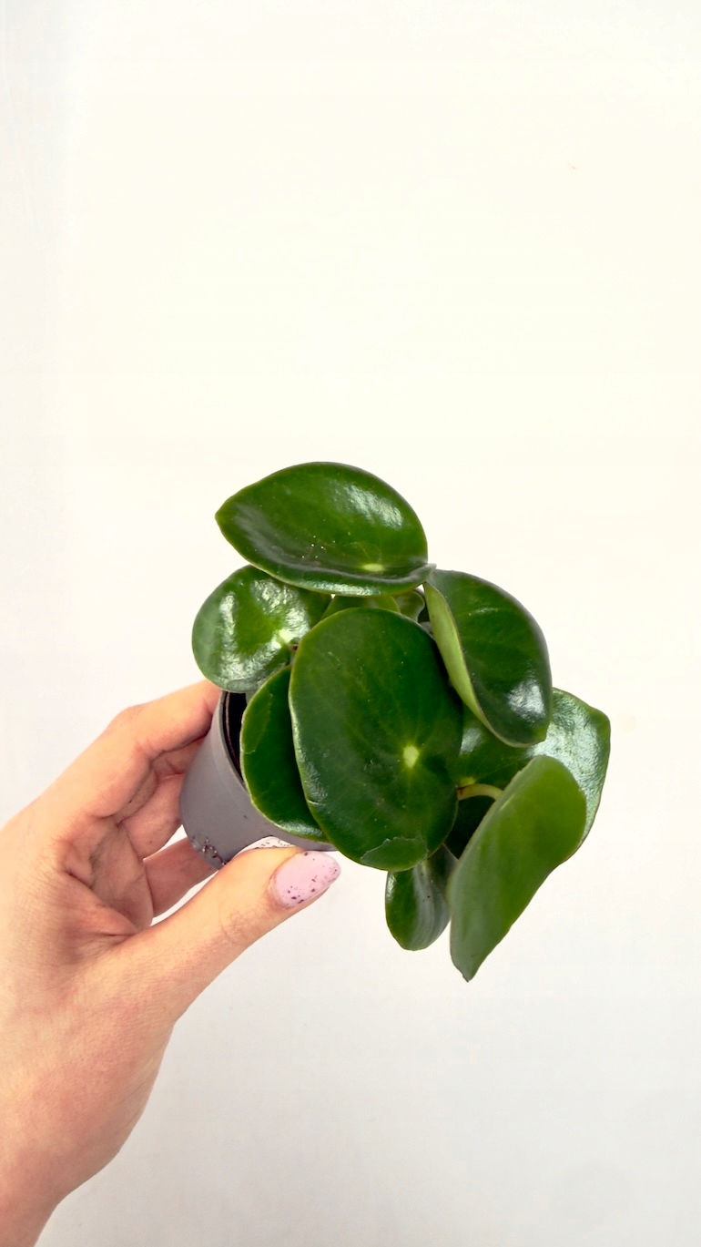 Peperomia Artifolia 6/12cm