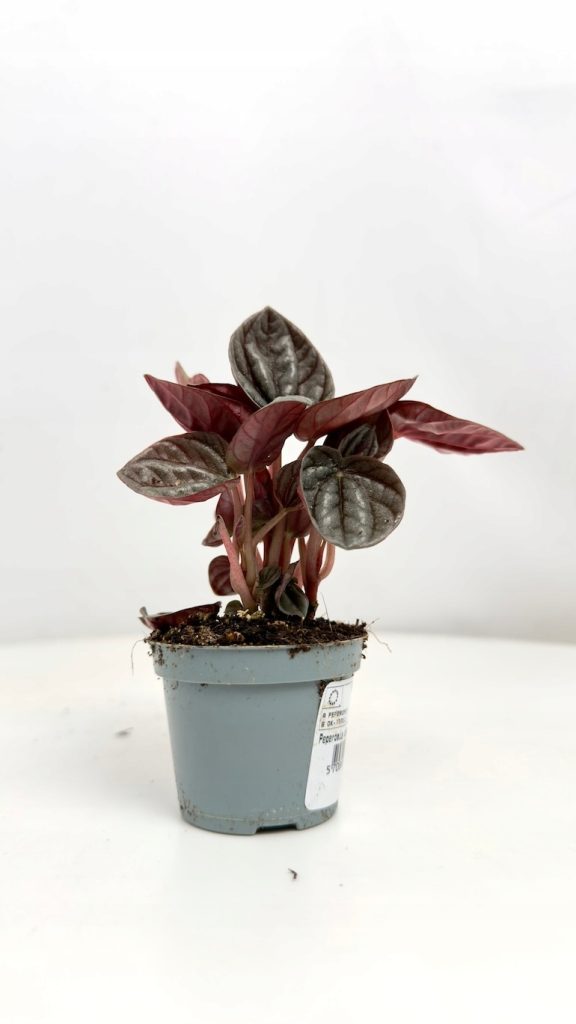 Peperomia Caracas – niewielka roślina doniczkowa o pofałdowanych, srebrno-bordowych liściach w małej doniczce.