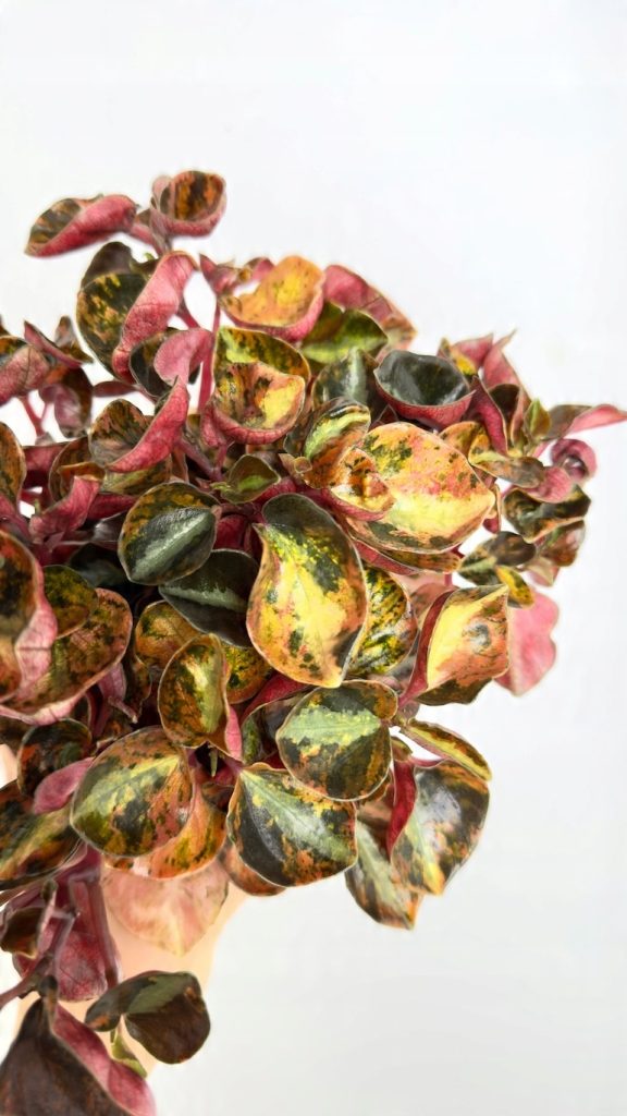 Peperomia Cream Brulee