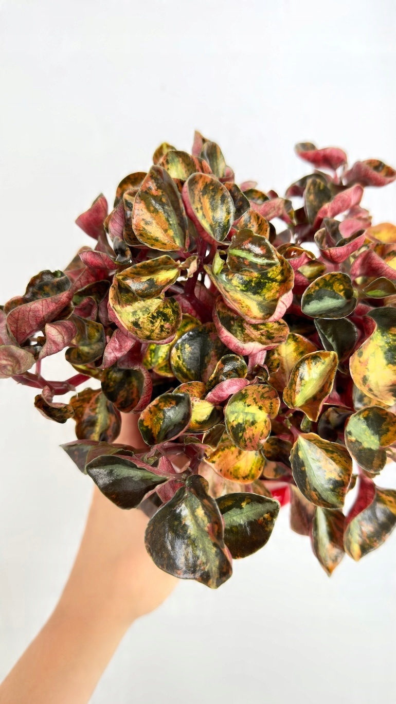 Peperomia Cream Brulee