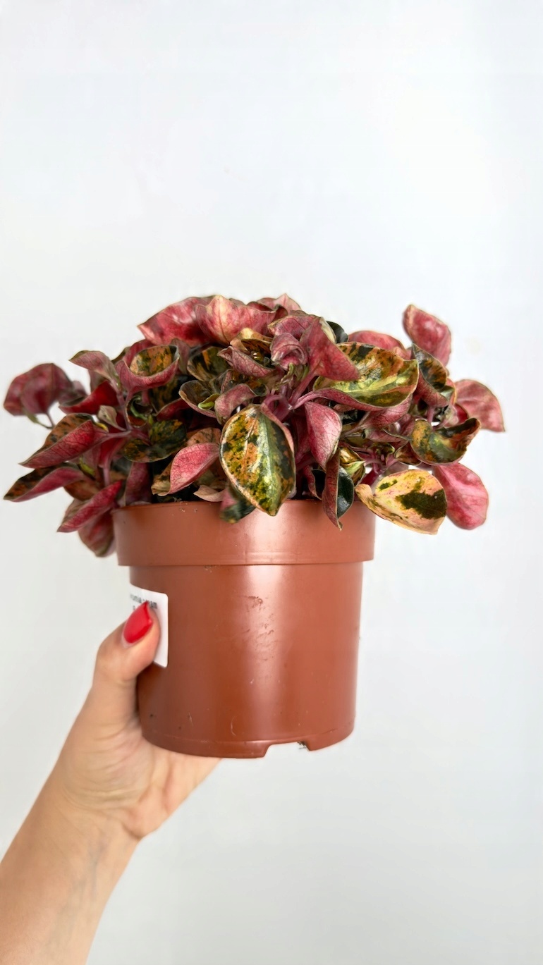 Peperomia Cream Brulee