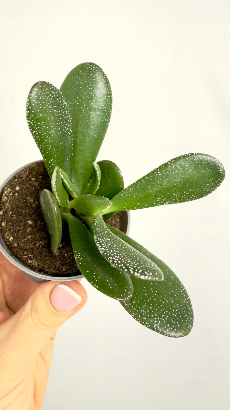 Peperomia Green 6/10cm