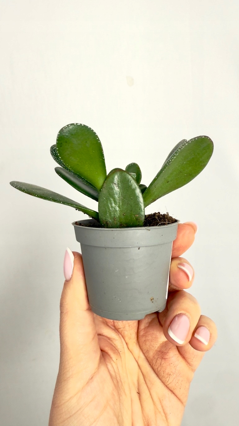 Peperomia Green 6/10cm