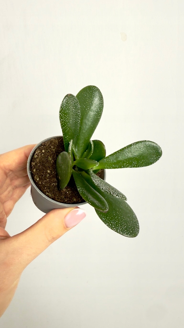 Peperomia Green 6/10cm