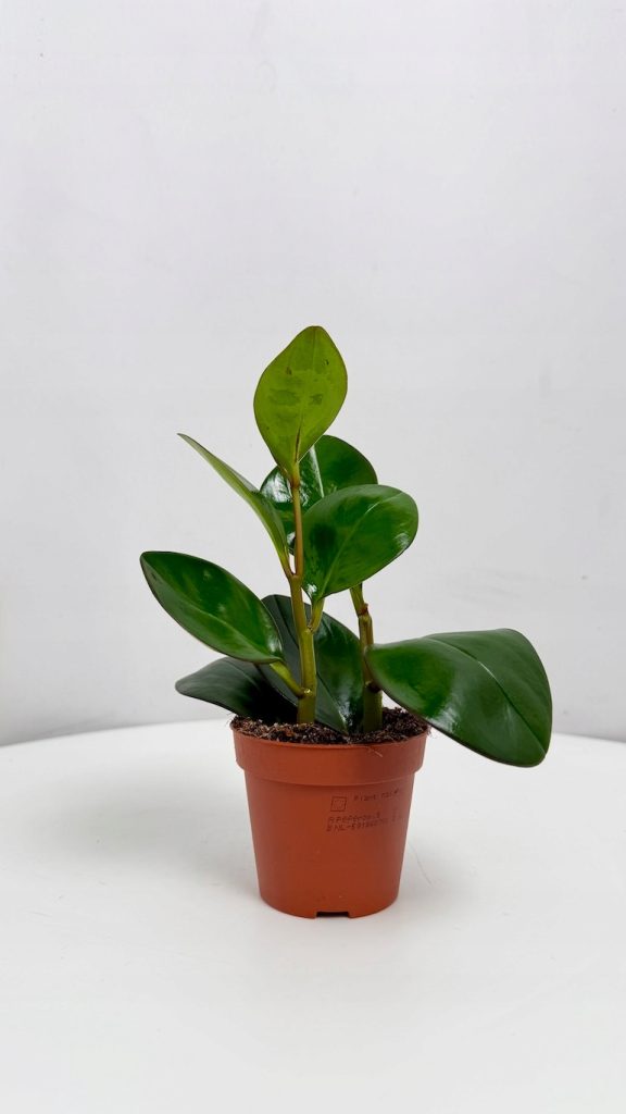 peperomia red margin