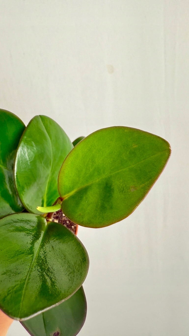 Peperomia Red Margin