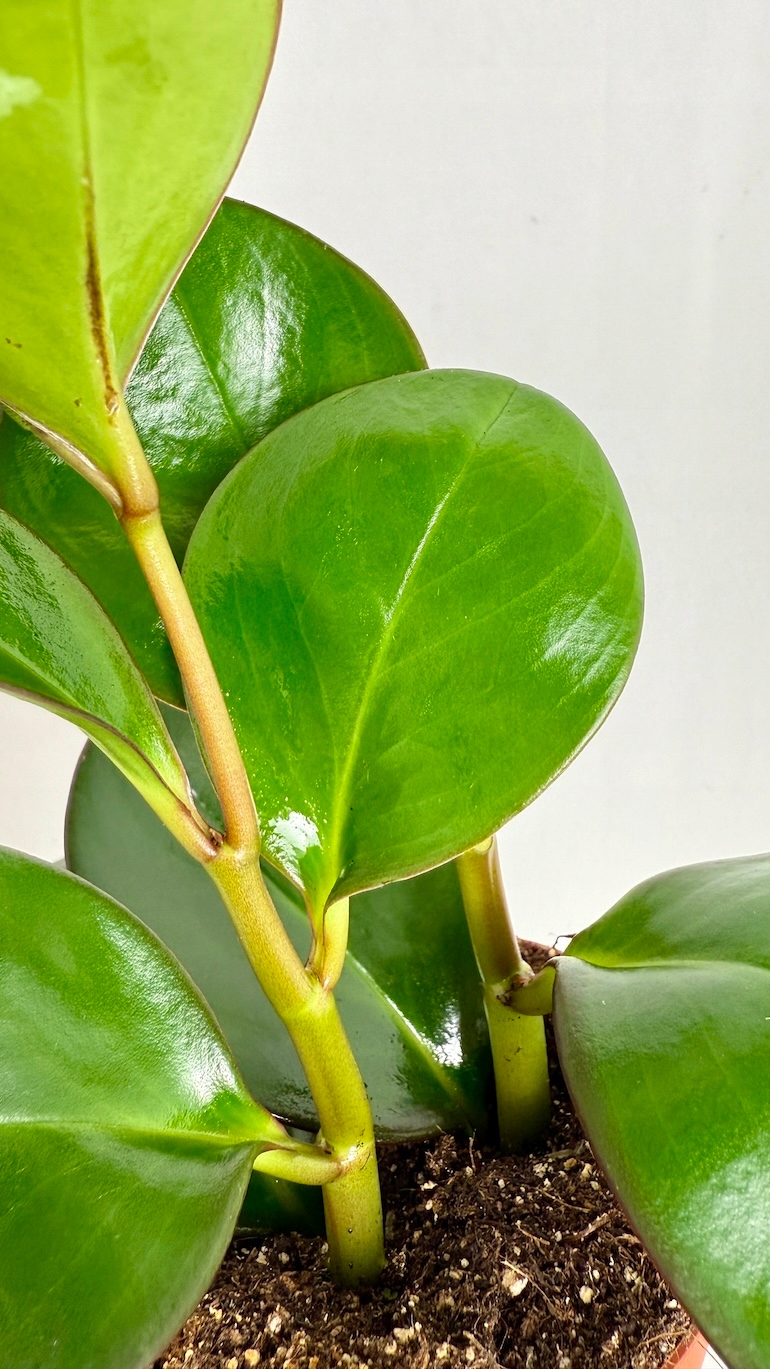 Peperomia Red Margin