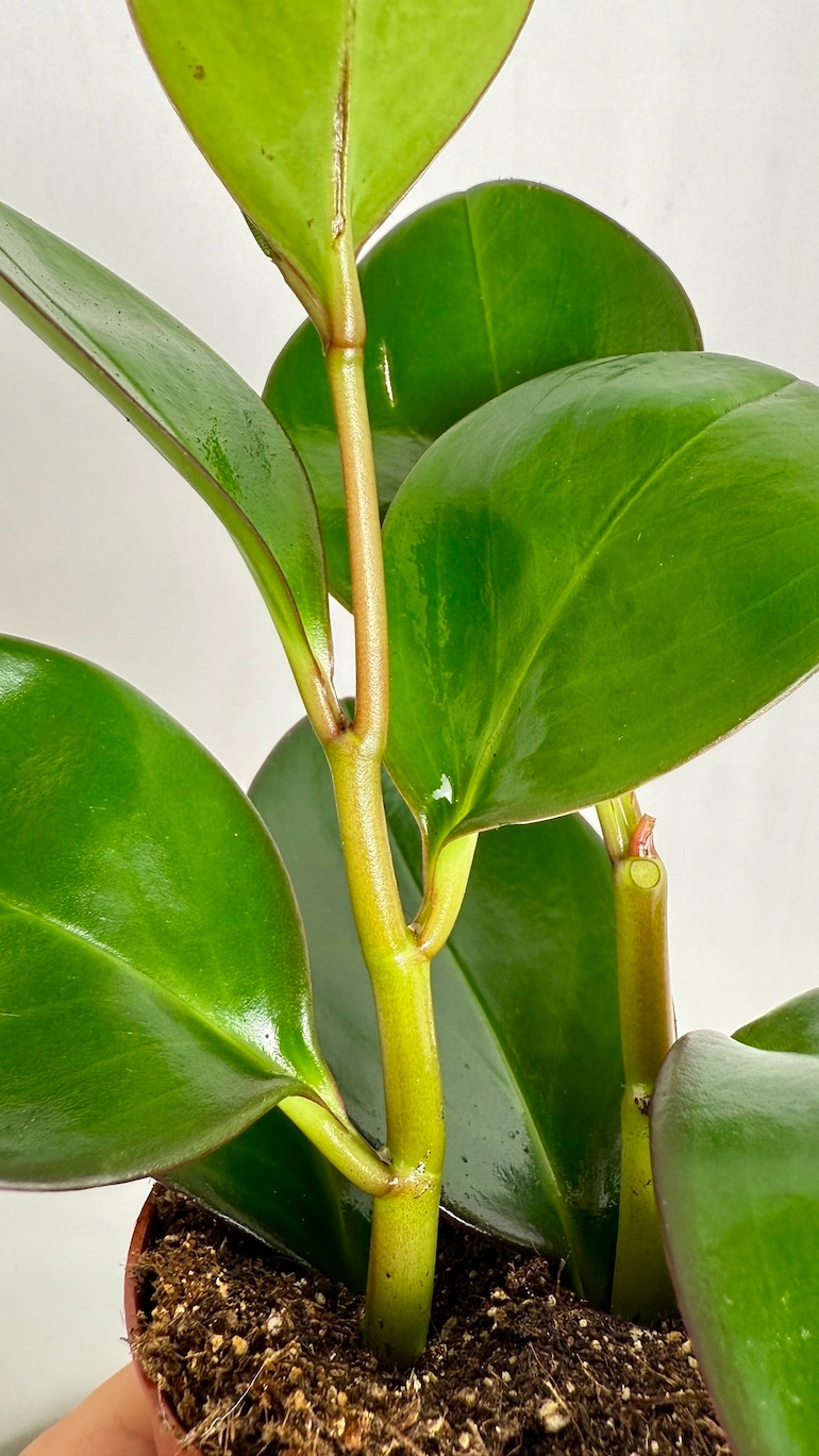 Peperomia Red Margin