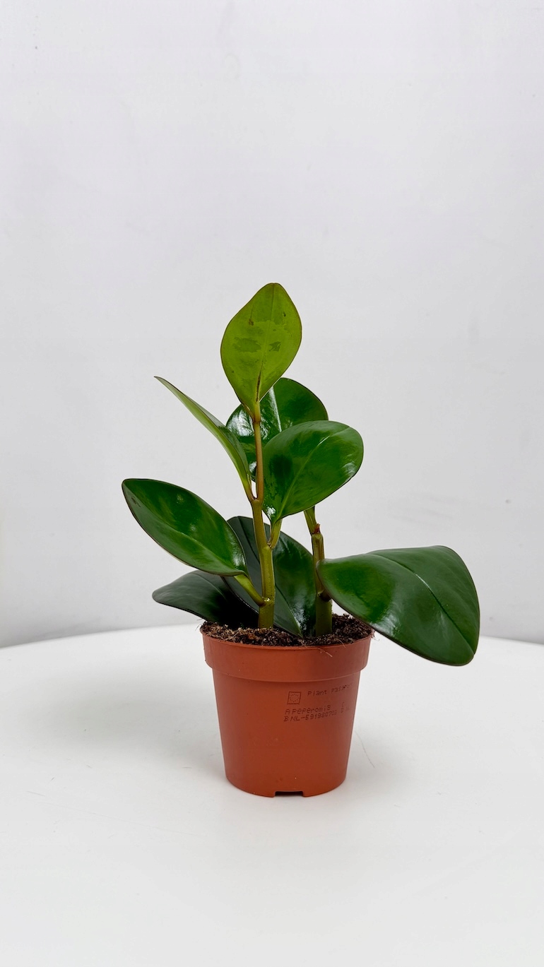 Peperomia Red Margin